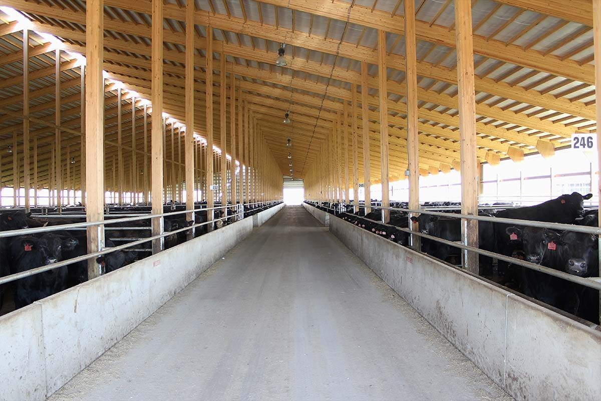 Olivia MN Revier Agricultural Cattle Barn Post Frame 005